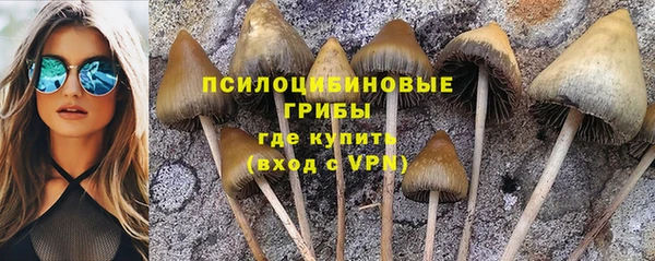 гашик Алексин